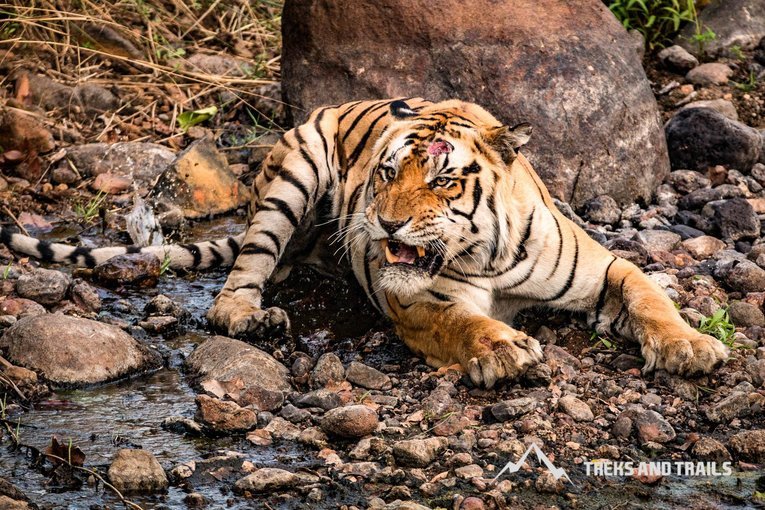 Kanha Tiger Reserve Wildlife 