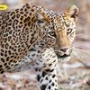 Leopard at Nagarhole National Park Image