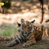 Panna Tiger Safari