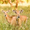 Sariska Tiger Safari 