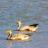 Duck  at Sariska Tiger 