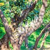 Sariska Tiger Safari