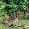 Sariska Tiger Safari