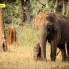 Nagarhole Park Image
