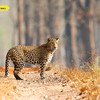 Leopard at Nagarhole National Park