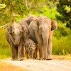 Elephant Family at Nagarhole Park