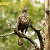 Eagle at Nagarhole Park