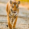 Nagarhole National Park 