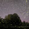 Fireflies Event in Maharashtra 
