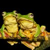 Amboli Ghat Macro Photography Tour