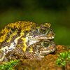 Amboli Ghat Macro Photography