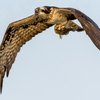Osprey Image