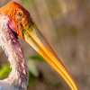 Painted Stork at Bhigwan Bird Sanctuary