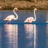 Bhigwan Bird Sanctuary Wildlife