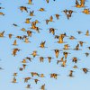 Tour to Bhigwan Bird Sanctuary