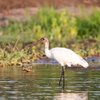Black Headed Ibis