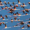 Flamingo Image