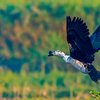 Knob Billed Duck