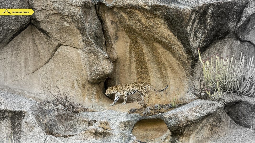 Leopard of Bera