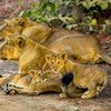 Gir Lion