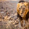 Lion Gir Photography 