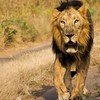 Gir Safari