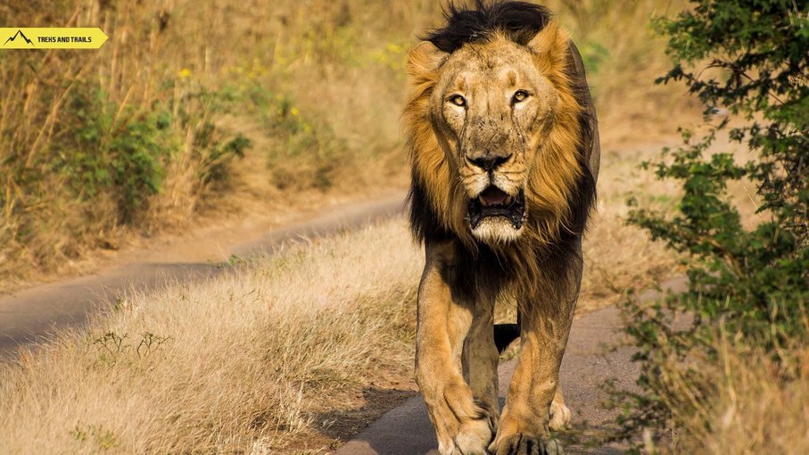 Gir Safari