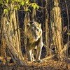 Gir National Park
