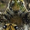 Ranthambore Wildlife Photography 