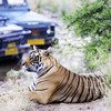 Ranthambore 