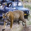 Ranthambore Tiger Park