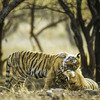 Ranthambore Tiger Sarfari