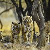 Wildlife Tour