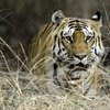Pench National Park