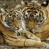 Pench Natonal Park Maharashtra