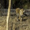 Tiger Safari Pench