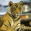 Pench Tiger Safari