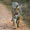 Umred Karhandla Wildlife Sanctuary 