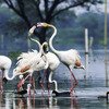 National Park at Keoladeo