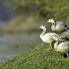 Keoladeo National Park  