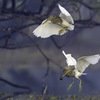 Keoladeo Birds