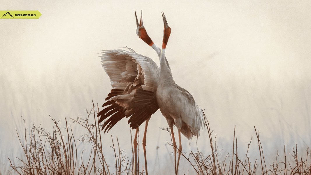 Bharatpur
