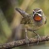 Hummingbird at Keoladeo