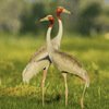 Sarus Crane at Keoladeo