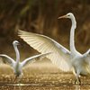 Bharatpur