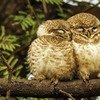 Keoladeo Photogharphy