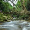 Roots Bridge at Meghalaya