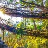 Root Bridge Meghalaya