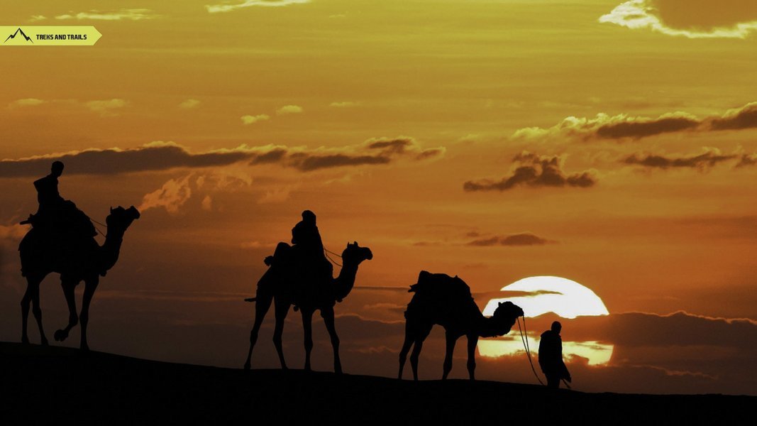 Cemel at Jaisalmer
