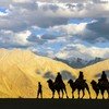Nubra Valley Camel Ride